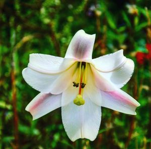 Close-up of flower against blurred background