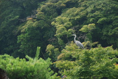 Bird perching on a forest