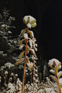 Close-up of plant growing outdoors