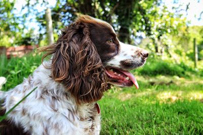 Close-up of a spaniel dog looking away
