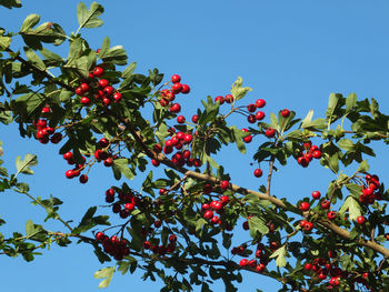 Low angle view of berries on tree against sky