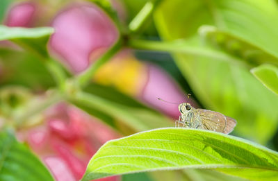 Close-up of butterfly on leaf