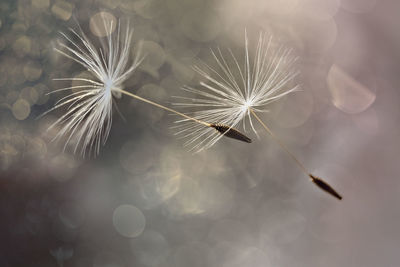 White flying dandelion fluffs on a dark background with bokeh