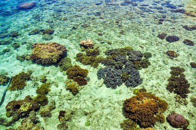 View of coral in sea