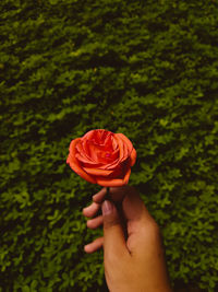 Cropped hand holding rose