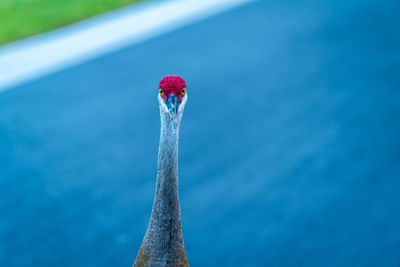 Close-up of a bird