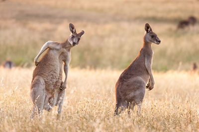 Kangaroos on field at national park