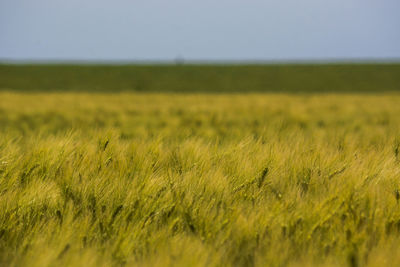 Close-up of wheat field against clear sky