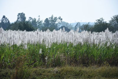Plants growing on field against sky