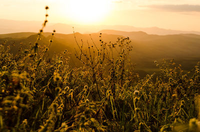 Scenic view of grassy field against sky during sunset