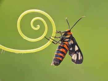 Close-up of butterfly on leaf