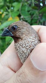 Close-up of a hand holding a bird