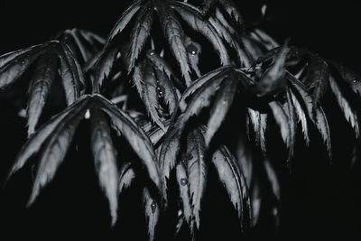 Close-up of flowers against blurred background