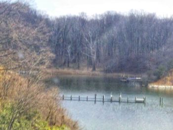 Scenic view of lake in forest