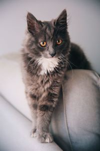 Close-up portrait of small cat at home