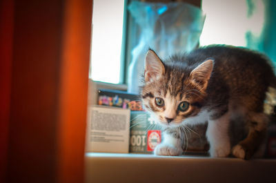 Close-up portrait of a cat