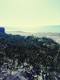 Scenic view of sea against clear sky