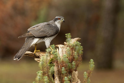 Close-up of bird perching on tree