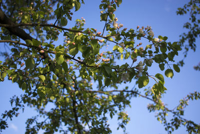 Low angle view of flowering tree against sky