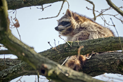 Low angle view of cat on tree