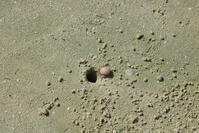 High angle view of crab on sand
