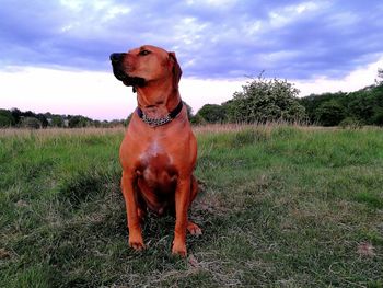 Dog looking away on field