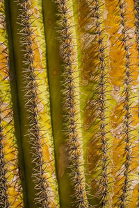 Full frame shot of yellow cactus plants