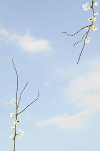 Low angle view of flowering plant against sky