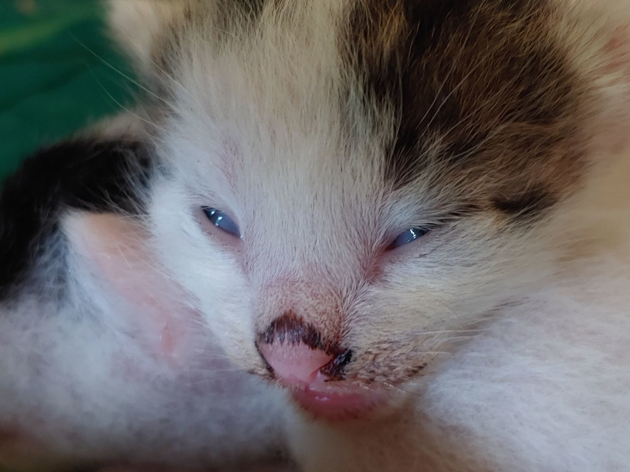 CLOSE-UP PORTRAIT OF CAT