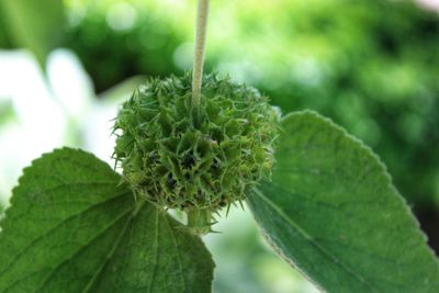 Close-up of plant growing outdoors