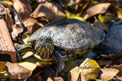 Close-up of turtle