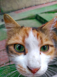 Close-up portrait of cat