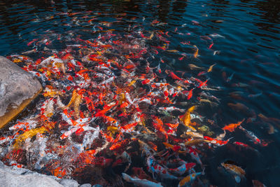 High angle view of koi carps swimming in lake