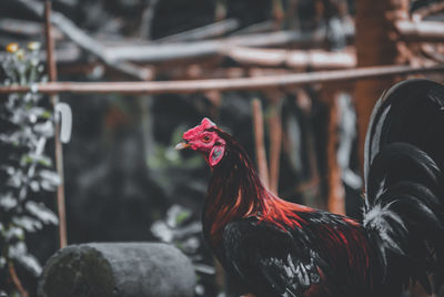 Close-up of rooster