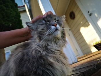 Close-up of hand holding cat