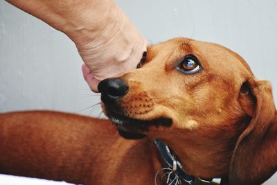 Close-up of dog with hand