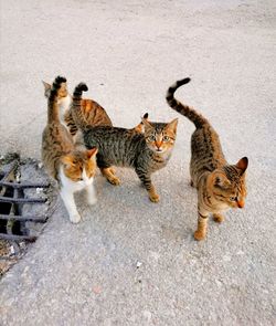 High angle view of cat walking on road