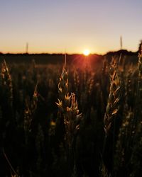 Close-up of stalks in field against sunset