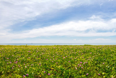 Scenic view of flowering plants on field against sky