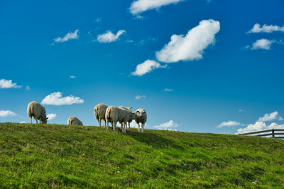 Horses in a field