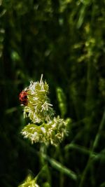 Close-up of insect on plant