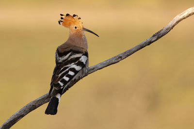 Close-up of bird perching on a branch