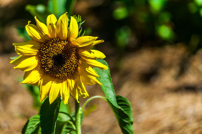 Close-up of sunflower