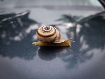 Close-up of snail on table