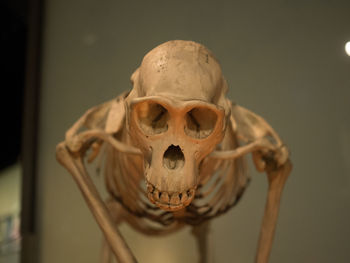 Close-up of human skeleton