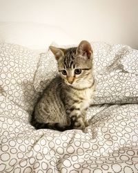 Portrait of cat sitting on floor