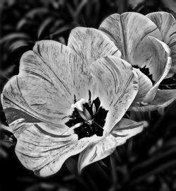 Close-up of flowers