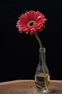 Close-up of flower vase on table against black background