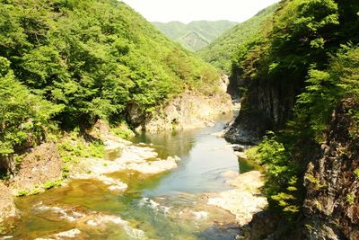 Scenic view of river amidst trees in forest