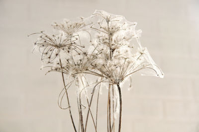 Dry flowers braided with cobwebs on a brick wall background